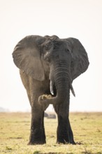 African elephant (Loxodonta africana) feeding on grass, Ihaha, Chobe National Park, Botswana