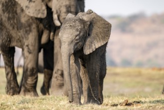 African elephant (Loxodonta africana), mother with young, Ihaha, Chobe National Park, Botswana