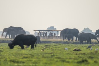Tourist safari boat in Chobe River watching elephants, Chobe Waterfront, Ihaha, Chobe National Park