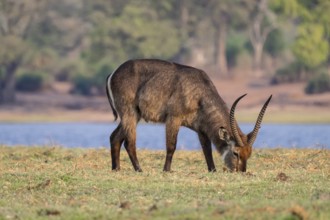 Elliptic waterbuck (Kobus ellipsipiprymnus), male grazing, Ihaha, Chobe National Park, Botswana