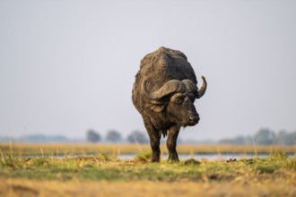 Single Cape buffalo (Syncerus caffer caffer) grazing, Ihaha, Chobe National Park, Botswana