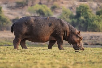 Hippopotamus (Hippopatamus amphibius) grazing, Chobe River, Ihaha, Chobe National Park, Botswana