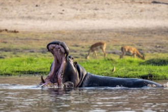 Hippopotamus (Hippopatamus amphibius) with open mouth, Chobe River, Ihaha, Chobe National Park,