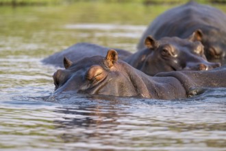 Hippopotamus (Hippopatamus amphibius) sleeping in the water, Chobe River, Ihaha, Chobe National
