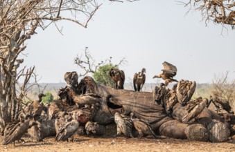 Many white-backed vultures (Gyps africanus), vultures feeding on the carcass of an elephant,