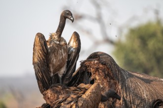 White-backed vulture (Gyps africanus), vulture feeding on the carcass of an elephant, Ihaha, Chobe