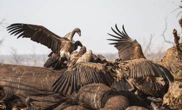White-backed vultures (Gyps africanus) fighting over carrion, vultures feeding on the carcass of an