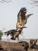 White-backed vultures (Gyps africanus) fighting over carrion, vultures feeding on the carcass of an