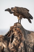 White-backed vulture (Gyps africanus), vulture feeding on the carcass of an elephant, Ihaha, Chobe
