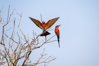 Carmine Bee-eater (Merops nubicoides), Ihaha, Chobe National Park, Botswana