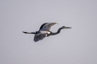 Grey heron (Ardea cinerea) in flight, Ihaha, Chobe National Park, Botswana