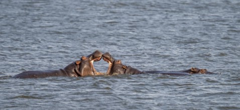 Hippopotamus (Hippopatamus amphibius) fighting in the river, Ihaha, Chobe National Park, Botswana