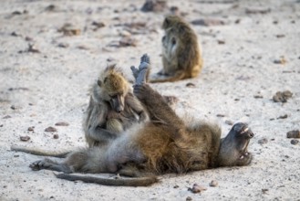 Bear baboons (Papio ursinus) grooming, delousing, Lustig, Ihaha, Chobe National Park, Botswana