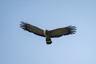 Cave Harrier (Polyboroides typus), in flight, Ihaha, Chobe National Park, Botswana