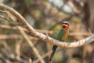 White-fronted Bee-eater (Merops bullockoides), Ihaha, Chobe National Park, Botswana