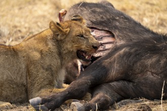 Kill, lion (Panthera leo) eating buffalo Xakanaxa, Moremi Game Reserve, Botswana