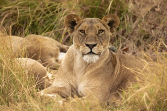 Lioness (Panthera leo) lying in the grass, Xakanaxa, Moremi Game Reserve, Botswana