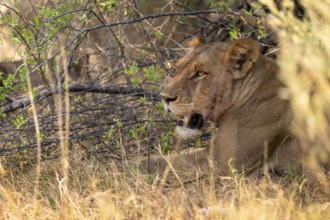 Lion (Panthera leo), Xakanaxa, Moremi Game Reserve, Botswana