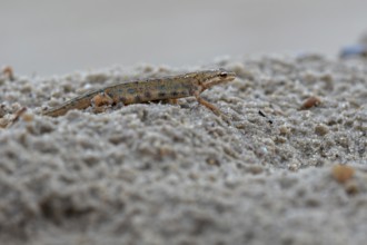 At dusk, the male pond newt (Lissotriton vulgaris) has left its daytime hiding place and goes