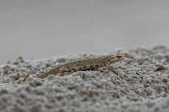 After the mating season, pond newts (Lissotriton vulgaris) leave the spawning waters and lead a
