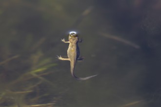 The female pond newt (Lissotriton vulgaris) quickly takes a breath at the surface of the water,