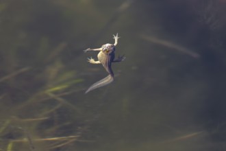 It would appear that the female pond newt (Lissotriton vulgaris) would eat the fly floating on the