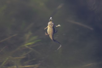 Only a few millimetres separate the female pond newt (Lissotriton vulgaris) from the fly floating