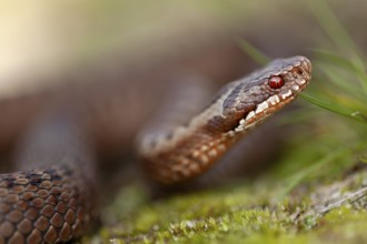 Adder (Vipera berus) Portrait of a copper-red morph, colour variant, Denmark