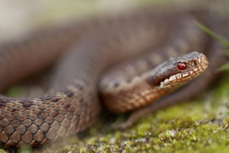Adder (Vipera berus) in the dunes of the Danish North Sea coast, Denmark