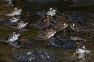 Grass frogs (Rana temporaria) in spawning waters, spawning clumps, spawning season, Denmark