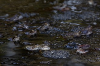 The colouring of grass frogs (Rana temporaria) is very variable, the colour spectrum ranges from