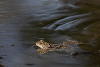 During the spawning season, the male grass frogs (Rana temporaria) do not have much time to pass on