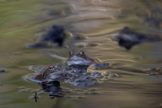 In a few days all the female grass frogs (Rana temporaria) will have spawned and left the pond,
