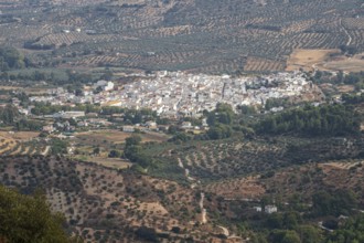 View over village El Burgo, fields with olive trees, mountain range Sierra de las Nieves, Parque