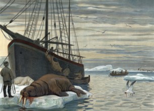 Hunting for walrus near Novaya Zemlya, a Russian twin island located west of the inner Eurasian