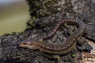 Relaxed, the forest lizard (Zootoca vivipara) takes a sunbath, but keeps an eye on me, Denmark