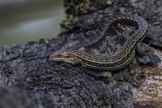 A cloud has moved in front of the sun, the common lizard (Zootoca vivipara) waits patiently for its