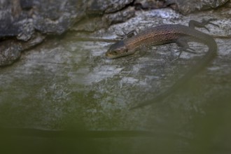 Hidden among the heather, the young common lizard (Zootoca vivipara) sunbathes on a tree trunk,