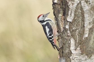 Middle spotted woodpecker (Dendrocopos medius), foraging on the trunk of a common birch (Betula