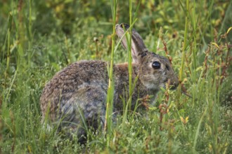 Wild rabbit (Oryctolagus cuniculus) adult, in high coastal grass, lateral profile view between
