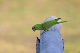 Green parrot sitting attentively on a railing in a quiet environment, Blue-headed Parakeets or