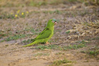 Green parrot on a grassy ground in a natural environment, Blue-headed Parakeets or Sharp-tailed