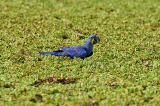 A blue parrot sits quietly in a dense green shore area of a lake with water lettuce and drinks