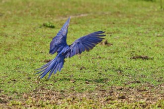 Blue parrot flies with outstretched wings over a green meadow, Hyacinth Macaw (Anodorhynchus