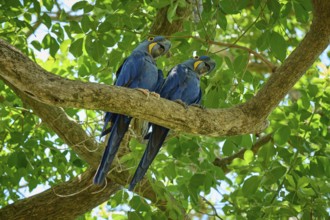 A pair of blue parrots looking down from the branch of a tropical tree, Hyacinth Macaw