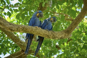 Pair of blue parrots on a branch amidst tropical foliage, Hyacinth Macaw (Anodorhynchus