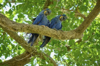Two parrots camping together on a tree branch in the greenery, Hyacinth Macaw (Anodorhynchus