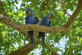 Two blue parrots sitting close together on a branch in the greenery, Hyacinth Macaw (Anodorhynchus