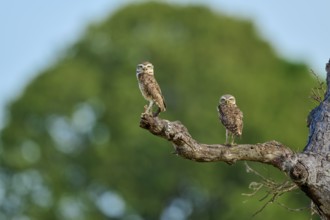 Two owls calmly perched on a branch with a green, blurred background, Burrowing Owl (Athene
