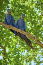 Two blue parrots on a branch with lush green foliage in a natural environment, Hyacinth Macaw